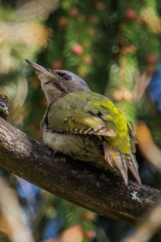 седой дятел Седой дятелphoto preview