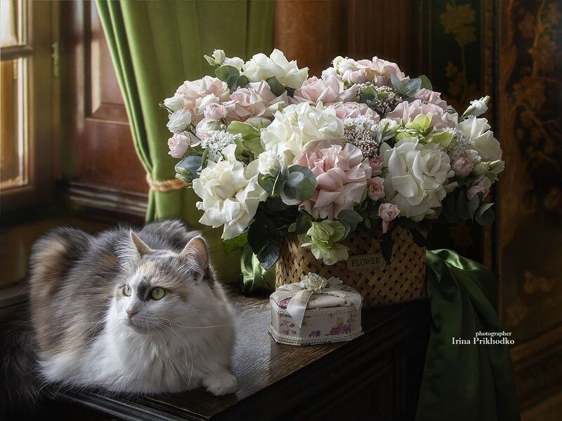 натюрморт, цветы, композиция, розы, интерьер, кошка, питомцы Натюрморт с корзиной цветов и любопытной кошкойphoto preview