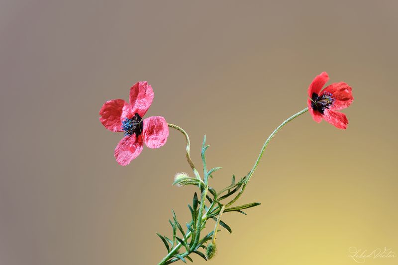 Первые макиphoto preview