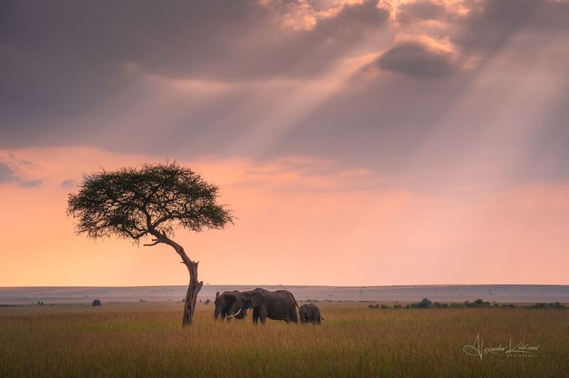 кения,закат,слоны О вечерней саванне. фото превью