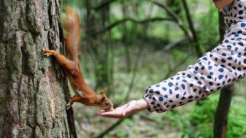 Белка photo preview