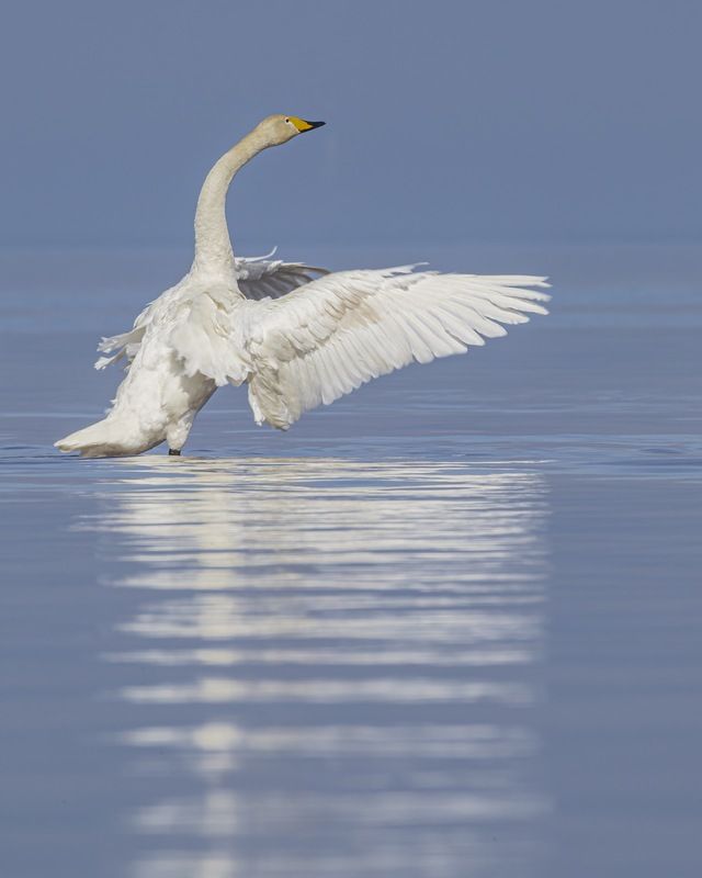 Лебедь кликун, птицы, Лебедь, кликун Лебедь кликунphoto preview