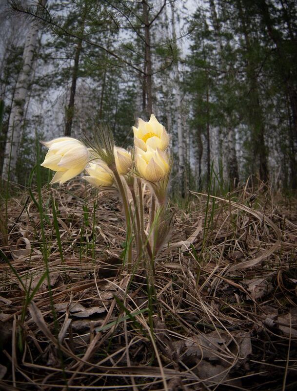 Веснаphoto preview