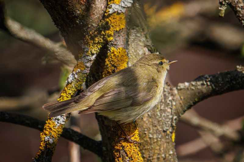 Пеночка-теньковкаphoto preview