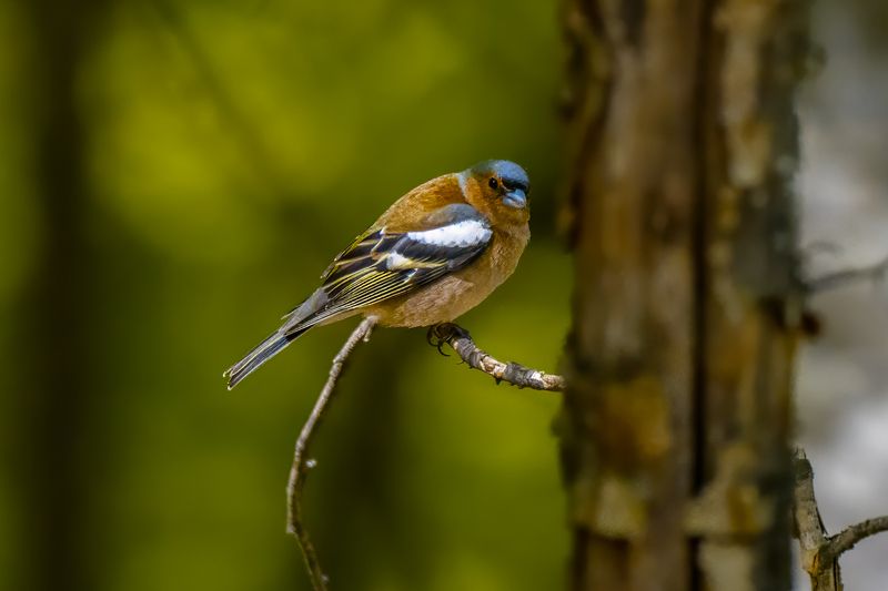 birds animal wildlife птицы животные дикая природа Eurasian Chaffinchphoto preview