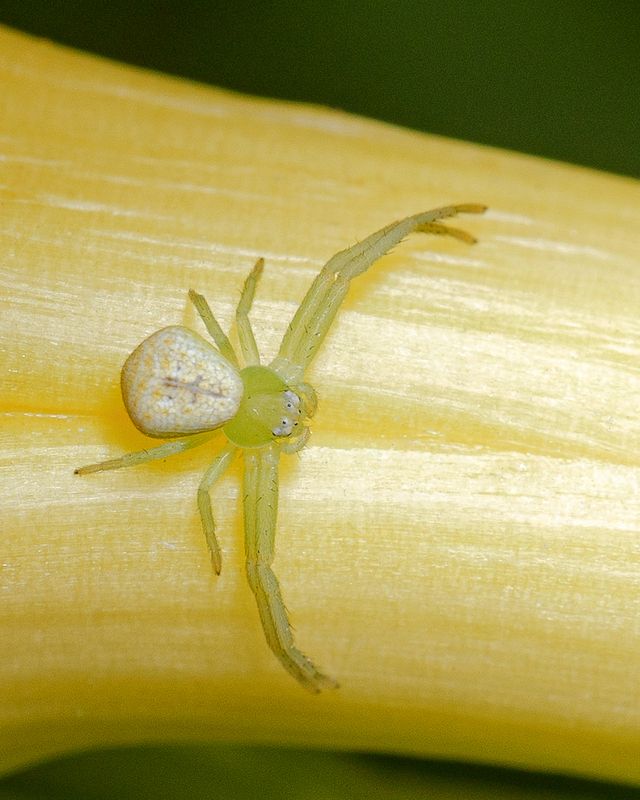 Цветочный паук (Misumena vatia)photo preview