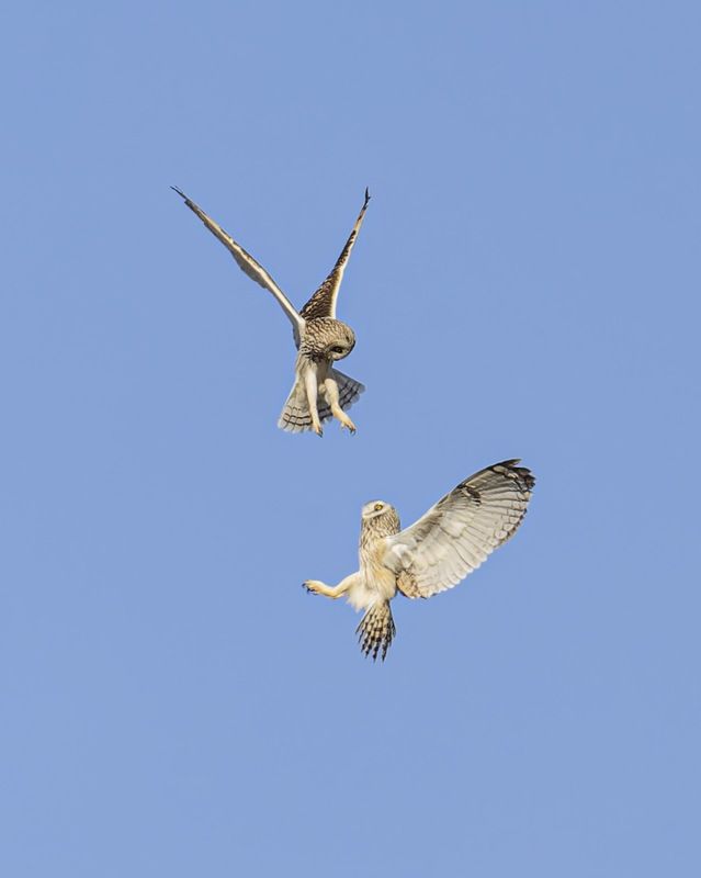 болотная сова, сова, птицы Болотные совыphoto preview