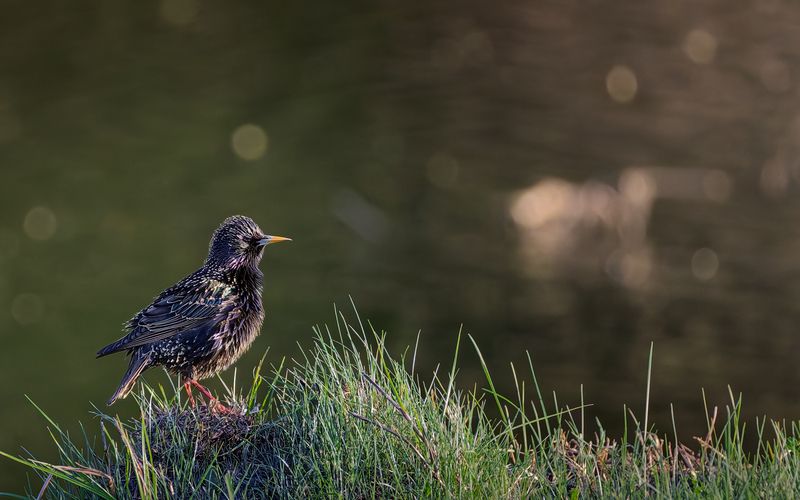 Скворец фото превью