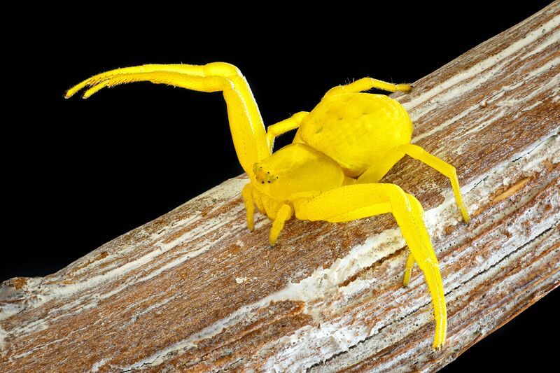 мизумена photo preview