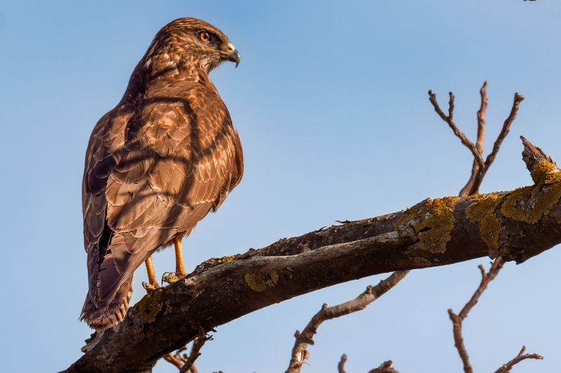 Common Buzzardphoto preview