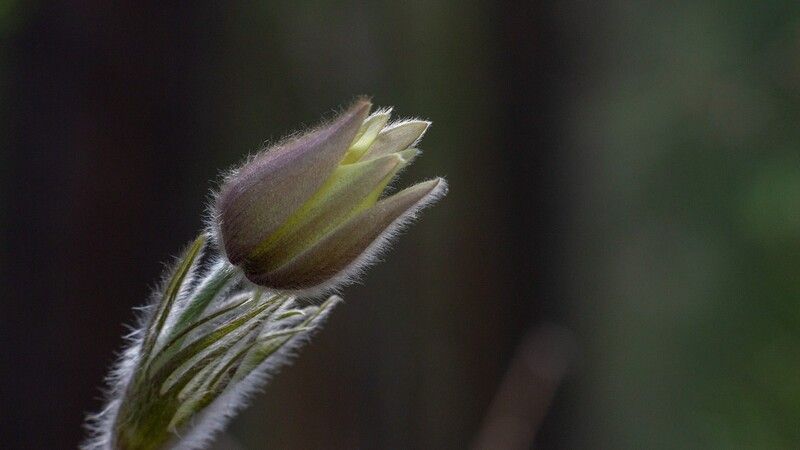 сон - трава ** *photo preview