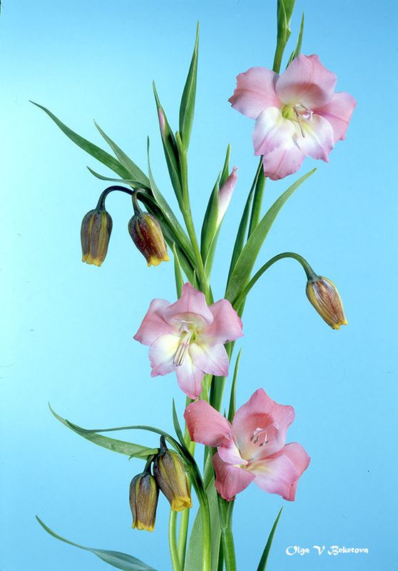 натюрморт, цветы, букет Весенний букетphoto preview