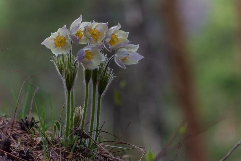 сон - трава ** *photo preview