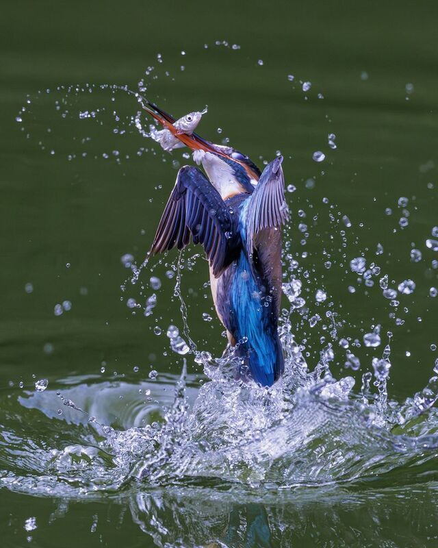 birds Common Kingfisherphoto preview