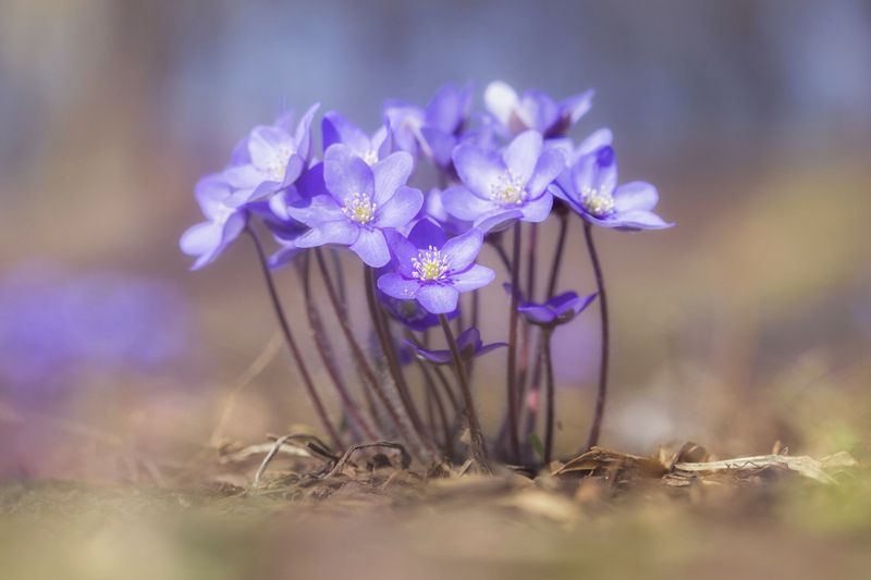 Plant, Close-up, Flower, Purple, Springtime, Macro, Nature Anemone hepatica фото превью