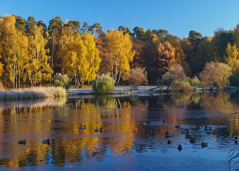золотая осень, покровское-стрешнево Октябрьское утро фото превью