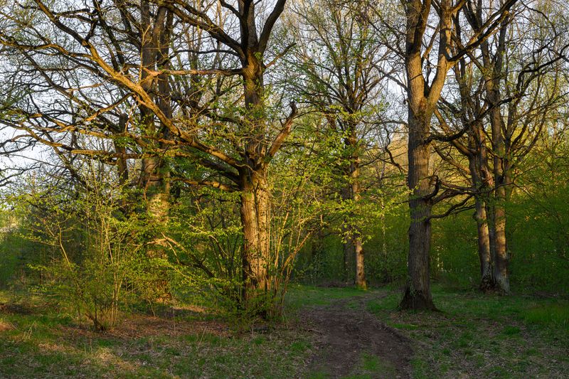 forest, tree, light, foliage, sunlight, oak, morning, evening, spring, trail, path ***photo preview