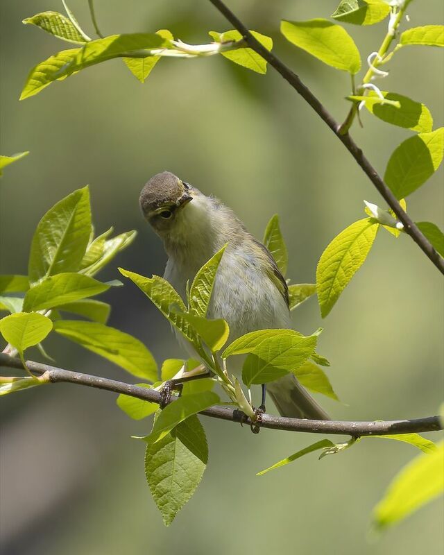 пеночка-теньковка, пеночка, теньковка, пеночка теньковка, птицы Пеночка-теньковкаphoto preview