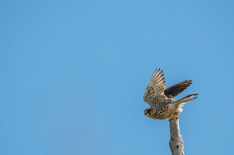 птицы, животные, дикая природа,  birds, animal, wildlife Common kestrelphoto preview