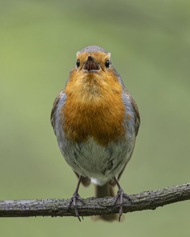 малиновка, зарянка, птицы Малиновкаphoto preview