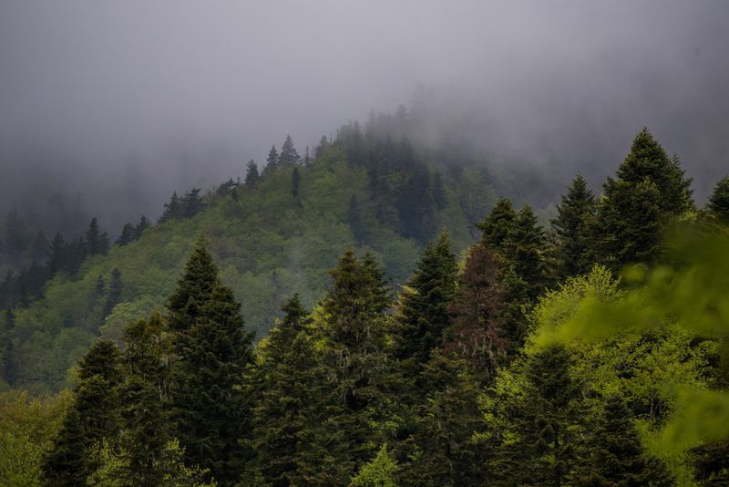 Лес в Гузериплеphoto preview