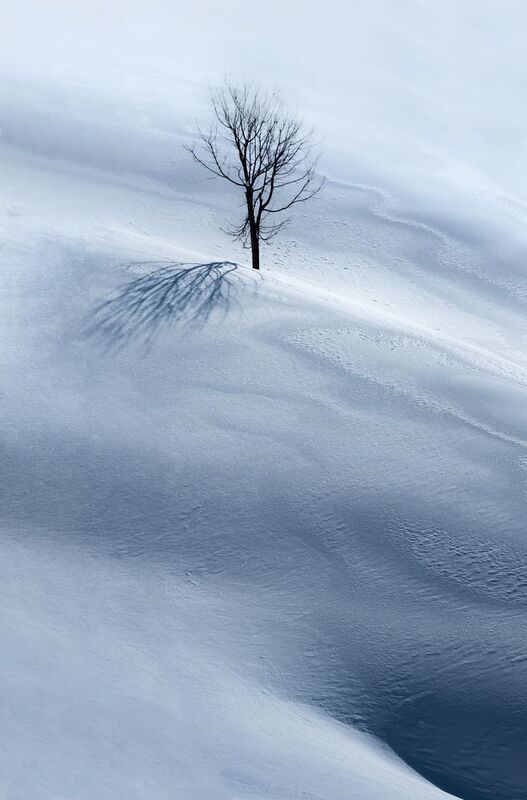 Дерево и тениphoto preview