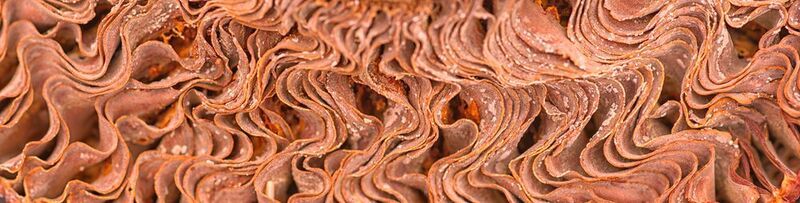 Крупный план грибаphoto preview