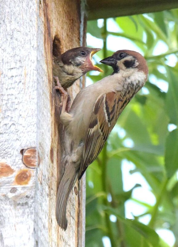 Ненасытное чадоphoto preview