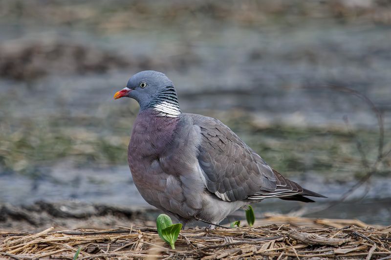 вяхирь Вяхирьphoto preview