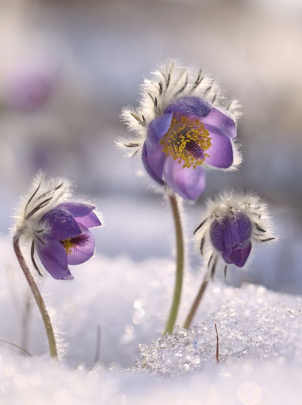 нерюнгри,прострел, якутия, сон-трава, женялевина, евгениялевина, растенияякутии, растениялевиной Весеннее фото превью