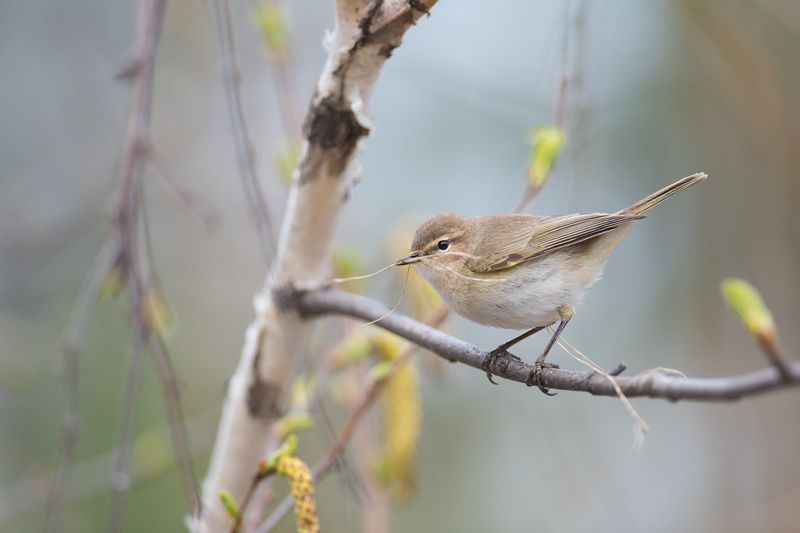 пеночка, теньковка, пеночка-теньковка, птица, птицы, лес, природа, весна, новосибирск, фотоохота Майские хлопотыphoto preview