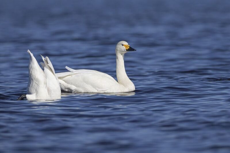 Тундровый лебедь, птицы, Лебедь, малый лебедб Тундровый лебедьphoto preview