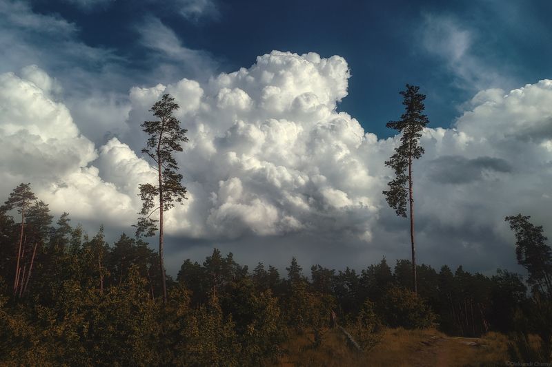 облака, кучевые облака, пейзаж, сосны, тишина, гармония, вдохновение, жизнь, мечта, волшебство, коростышев, украина, фотографчорный, сашачорный, \