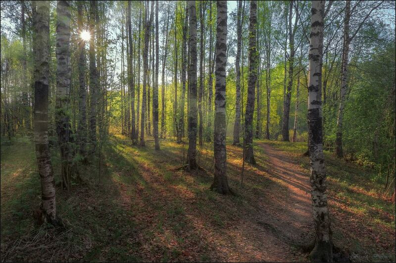 Майская рощаphoto preview