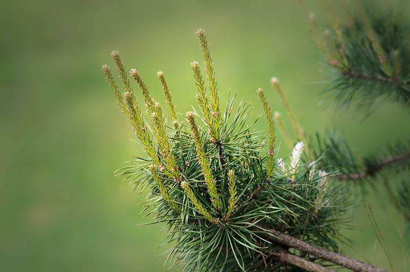 весна, май, природа, цветы, каштан, сосна, терн, клен, вишня, черёмуха, spring, may, nature, flowers, chestnut, pine, blackthorn, maple, cherry, cherry, цветущий май фото превью