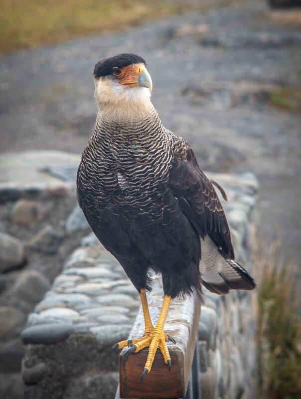 Каранчаphoto preview