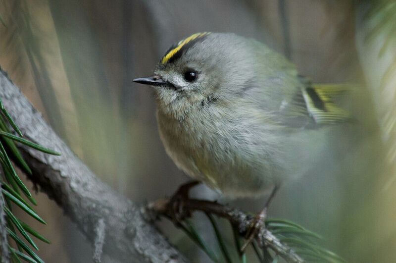 королёкphoto preview
