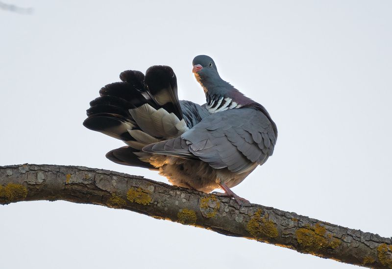 вяхирь, дикий_голубь Витютень фото превью