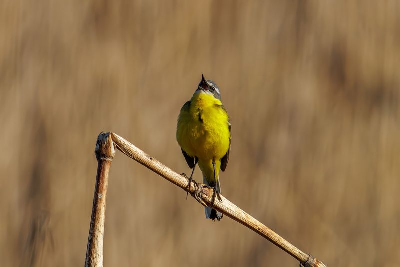 желтая трясогузка Желтая трясогузкаphoto preview