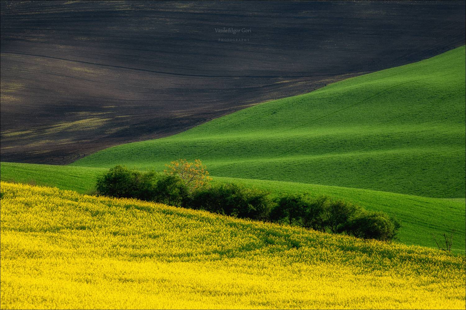 южная моравия,пейзаж,линии,рапс,south moravian,lines,свет,czech,весна,чехия,апрель,landscapes,green, Гори Василий