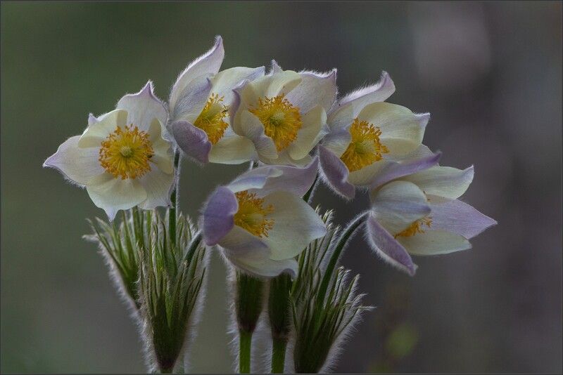 сон - трава ** *photo preview