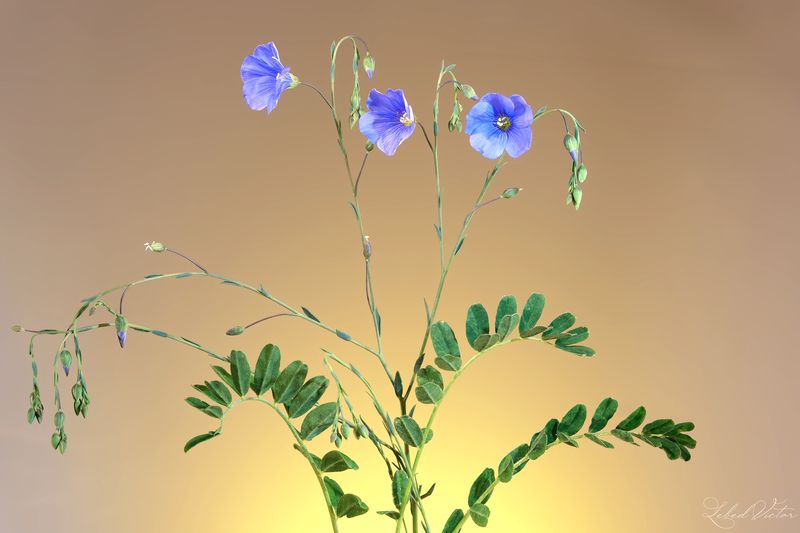 Долгунецphoto preview