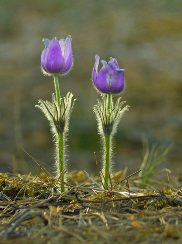 весна, цветы, сон-трава, улла, беларусь Вдвоём всегда веселееphoto preview