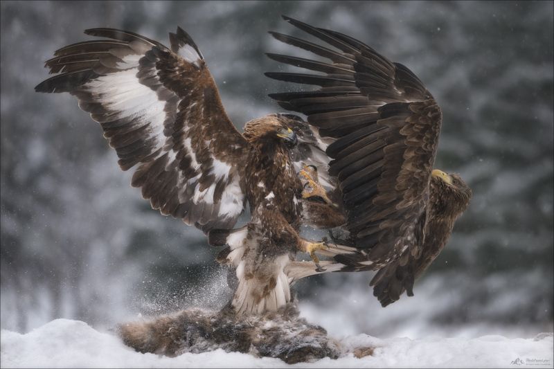 орлан-белохвост, беркут, заказник красный бор, фототур, фототуры 2026, фототур в красный бор FIGHTphoto preview