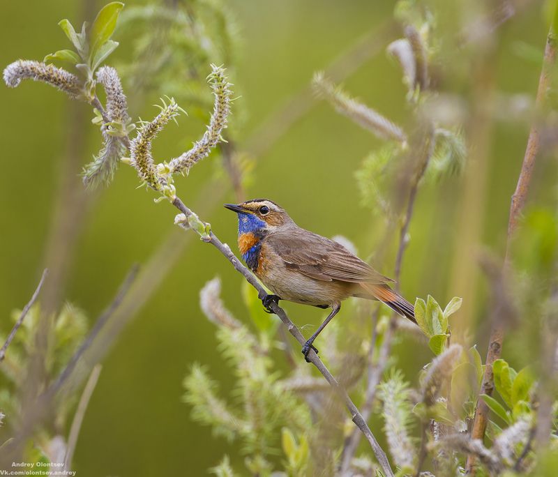 солнце, россия, рассвет, природа, подмосковье, погода, пейзажи, пейзаж, отражение, наукоград, красота, дубна, вода, весна, weather, water, spring, russia, reflection, naukograd, nature, moscow, landscape, dawn, canon, dubna, beauty *** фото превью