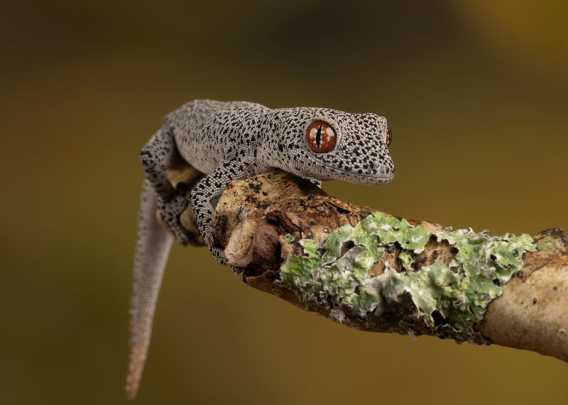 spiny tail gecko, gecko, canon Spiny Tail Geckophoto preview