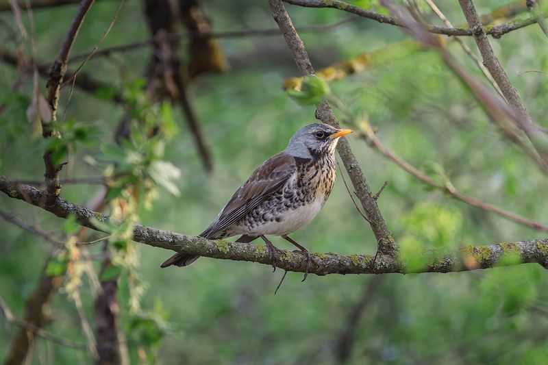 Дрозды Рябинники фото превью