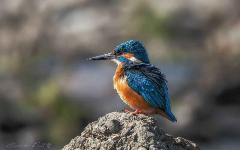 зимородок, обыкновенный зимородок, alcedo atthis Утренняя охотаphoto preview