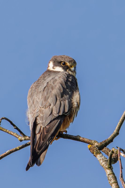 чеглок Чеглокphoto preview