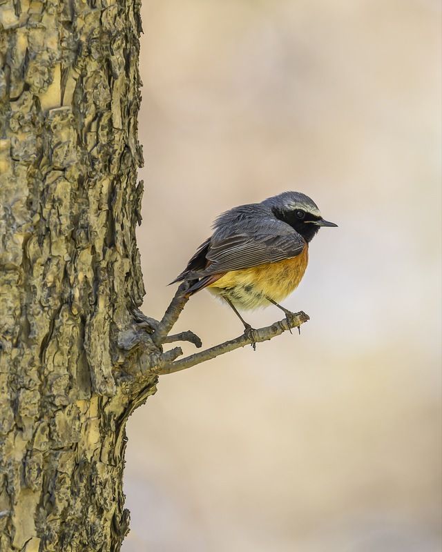 горихвостка, птицы, мухоловка Горихвосткаphoto preview